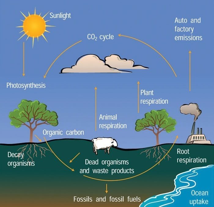 carbon-cycle-img