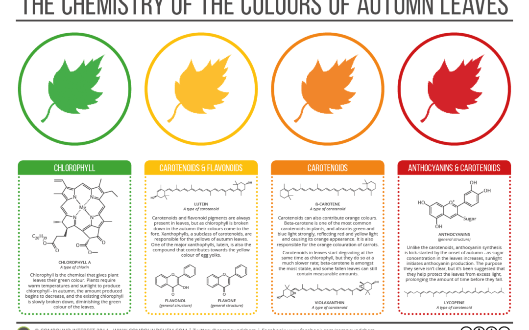 Why do Leaves Change Color in the Fall?