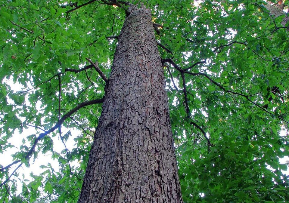What is the difference between red oak and white oak?