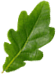 home-slider-elm-leaf
