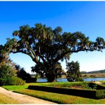 The Middleton Oak, a large live oak at Middleton Place, Charleston, South Carolina