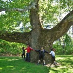 The Pinchot Sycamore in Simsbury, Connecticut
