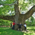 The Pinchot Sycamore in Simsbury, Connecticut