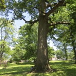 The 300-year-old tulip tree in Cloves Lakes Park, Staten Island, is probably New York City’s largest single-trunk tree. 