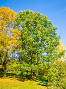 American white ash trees, which are threatened by emerald ash borers, an invasive beetle from Asia.