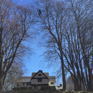 Myke of Ravenswood Tree and Landscape climbs high up a beech to do structural pruning. 