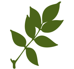 alder-leaf