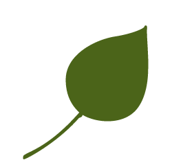 aspen-leaf