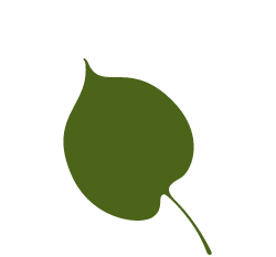 basswood-leaf