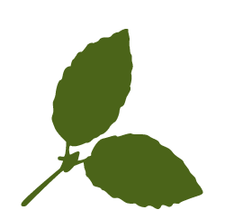 birch-leaf