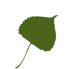 cottonwood-leaf