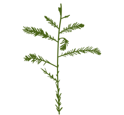 cypress-leaf