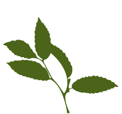 elm-leaf