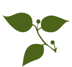 hackberry-leaf