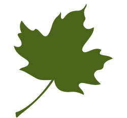 hard-maple-leaf