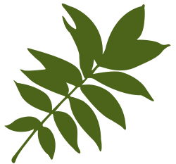 hickory-pecan-leaf