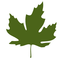 pac-coast-maple-leaf