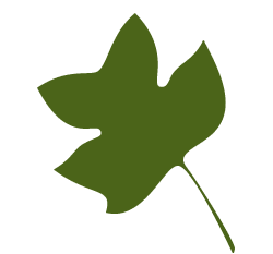 poplar-leaf