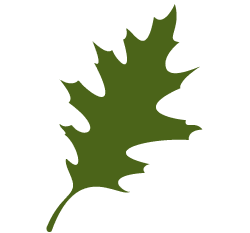 red-oak-leaf