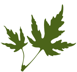 soft-maple-leaf
