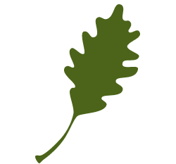 white-oak-leaf